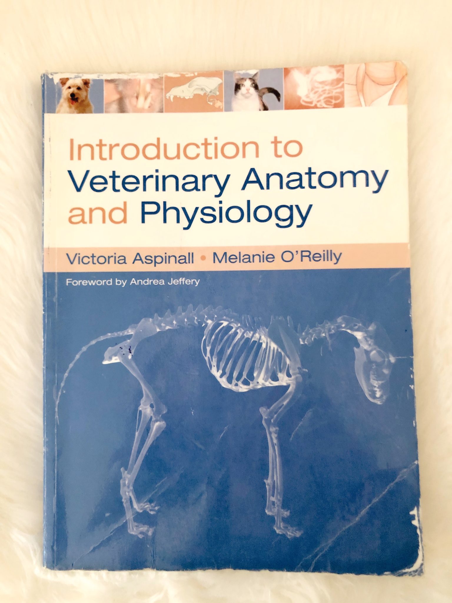 Recommendations: Anatomy Books – Vitality Vet Physio